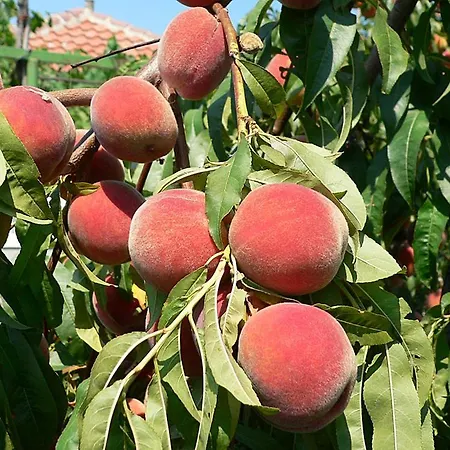 лорета-камен бряг Дом отдыха