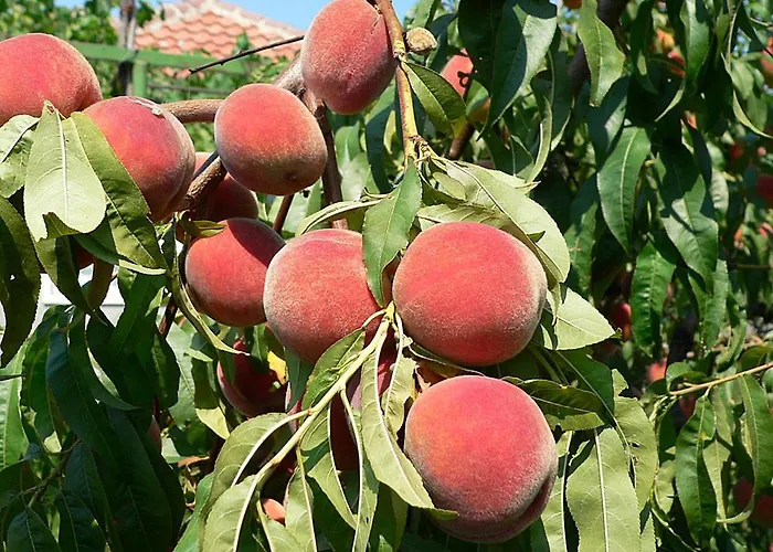 лорета-камен бряг Дом отдыха