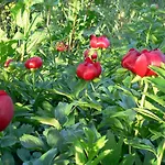 лорета-камен бряг