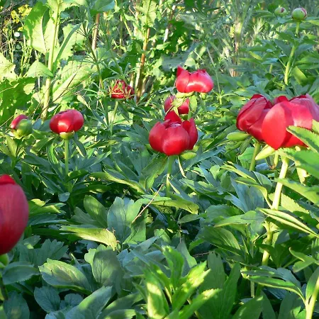 лорета-камен бряг