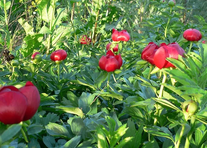 лорета-камен бряг